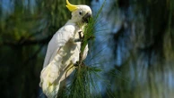 Nest boxes help endangered cockatoos find homes in urban Hong Kong