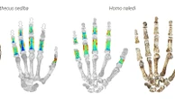 Early human ancestors used their hands to both climb trees and make tools, new study shows