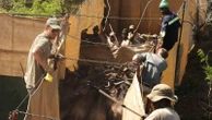 Reviving this African game reserve meant catching, transporting hundreds of animals