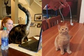 10 Foto Lucu Tingkah Usil Kucing, Bikin Emosi tapi Tetap Ngakak