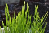 Kaya akan Nutrisi, 5 Manfaat Rumput Gandum untuk Mengelola Diabetes