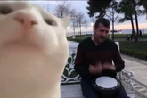 Puluhan Juta Views, 11 Video Kucing Paling Populer di YouTube! 