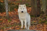 7 Idiom Inggris dengan Kata Wolf, Tahu Arti 'Cry Wolf'?