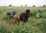Insecurity may push Nigeria back to food importation, farmers warn