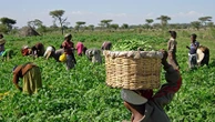 Agric gets boost as Valency Agro Nigeria raises N5.12b