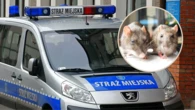 Śmierdzący problem w bloku. Hodowla wymknęła się spod kontroli