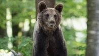 Niedźwiedź zaatakował 27-latka. Słowackie służby ostrzegają turystów
