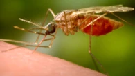 3000 zakażeń w tydzień. WHO wydaje pilny komunikat