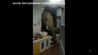 Słoń przebił ścianę i wszedł do kuchni. Był głodny