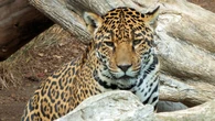 Tragedia w zoo. Lampart rzucił się na pracownika