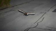 Ptasi recydywista. Kaczka namierzona przez fotoradar