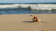 Nowe przepisy na greckich plażach. Nawet 1000 euro za popularną aktywność