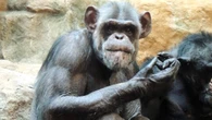 Wyjątkowa uroczystość w zoo. Szympans świętuje okrągłą rocznicę