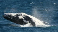 Des scientifiques identifient le mécanisme unique responsable du chant des baleines