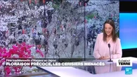 Hanami au Japon : la floraison des cerisiers de plus en plus précoce