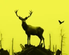 "Головні герої фільму - не люди, а дві сили: природа і війна" - режисер Дмитро Грешко