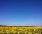 В Україні стане прохолодніше: синоптикиня порадувала прогнозом на понеділок