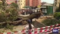 Leccio di Venezia crolla e ferisce dieci persone: “Un botto micidiale, poi ci ha travolti”