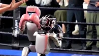 Ecco i pugili robot: umanoidi sferrano pugni sul ring, intrattenendo i fan cinesi