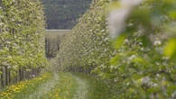 Futuro24: risorse genetiche per un'agricoltura più sostenibile