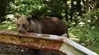 L'orso al lato della strada, l'ultimo video del motociclista attaccato e ucciso in Romania