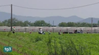 Scaricato in strada col braccio tranciato: dramma per un bracciante indiano nelle campagne di Latina
