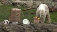 L'orso polare festeggia il compleanno con una torta di aringhe e distruggendo un barile