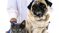 "Pet Anatomy", il coraggio di chi cura e l’amore di chi aspetta. In 8 puntate, l'amore per i pet 