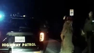 Diffusi i video dell’arresto di Britney Spears: “Sono solo andata a ballare”