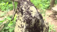 Invasione di insetti a Seul: milioni di ‘lovebugs’ infestano la capitale coreana. Le immagini