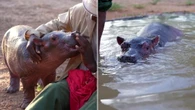 Era rimasto accanto alla madre morta in un lago: Bumpy, il cucciolo di ippopotamo salvato in Kenya
