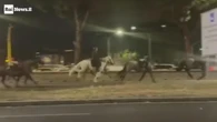 Fuga di cavalli a Roma, l'audio del militare: "La nottata più spaventosa della mia vita"