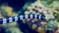 Ibiza, allarme biacchi: serpenti invasori anche in mare, e sono più grandi del normale