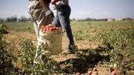 Morte Satnam Singh. La maxi-ispezione: irregolare il 66% delle imprese agricole deferite 171 persone