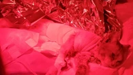 Storia di un gatto sfortunato: finito in mani crudeli era stato scuoiato vivo e abbandonato