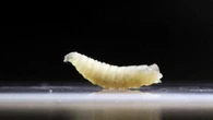 Allarme negli Stati Uniti, primo caso di larva mangia-carne nell'uomo