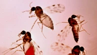 West Nile, nuovi casi in Sardegna: "Il virus circola troppo, servono droni per i controlli"