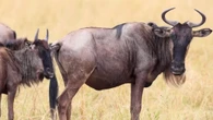 Che fine hanno fatto gli Gnu? L’intelligenza artificiale svela il mistero della Grande Migrazione