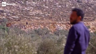 I coloni israeliani impediscono la raccolta delle olive lanciando lacrimogeni
