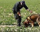 Caso Saman, sette cani dalla Svizzera per ritrovare la 18enne