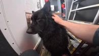 Bruce, il cane naufrago: salvato in mare dopo chilometri alla deriva su un kayak
