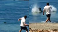 Lancia una pietra contro una foca monaca alle Hawaii: turista arrestato dopo il video virale