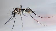 Dengue, 60 casi in Italia nei primi 5 mesi del 2025: tutti legati a viaggi all’estero