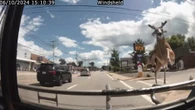L'attimo in cui il cervo si schianta contro il parabrezza di un autobus nel Rhode Island