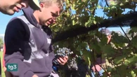 Vendemmia solidale, il "Vino del sorriso" compie 19 anni