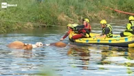30 mucche di un allevamento finiscono in un canale nel milanese, il video dei soccorsi