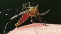A Como Turista con sintomi di Chikungunya, disinfestazione dei parchi pubblici