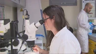 Virus west nile, due nuovi casi: "Fase più acuta". Cosa sta succedendo