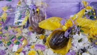 Periodo di Pasqua, previsto il picco di pollini. Aumenta il rischio allergie