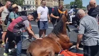 Stava trainando una botticella nel traffico di Ponte Cavour: cavallo crolla sull'asfalto infuocato